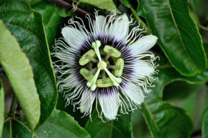 Passion Flower